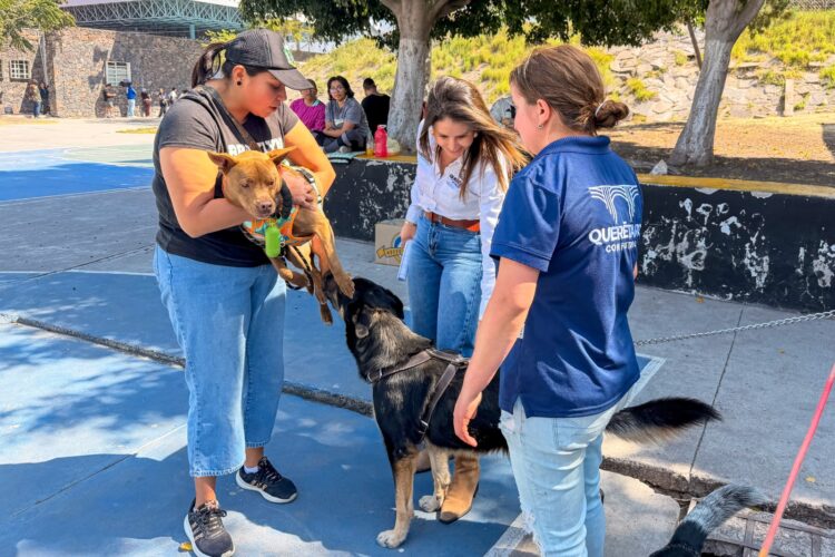 Cuidar lo que también siente: el bienestar animal como política pública en Querétaro