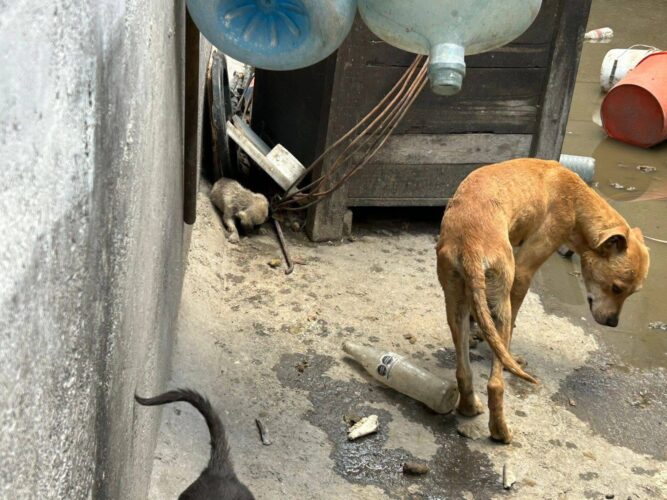 Entre reportes y rescates: la atención a animales en riesgo en Querétaro