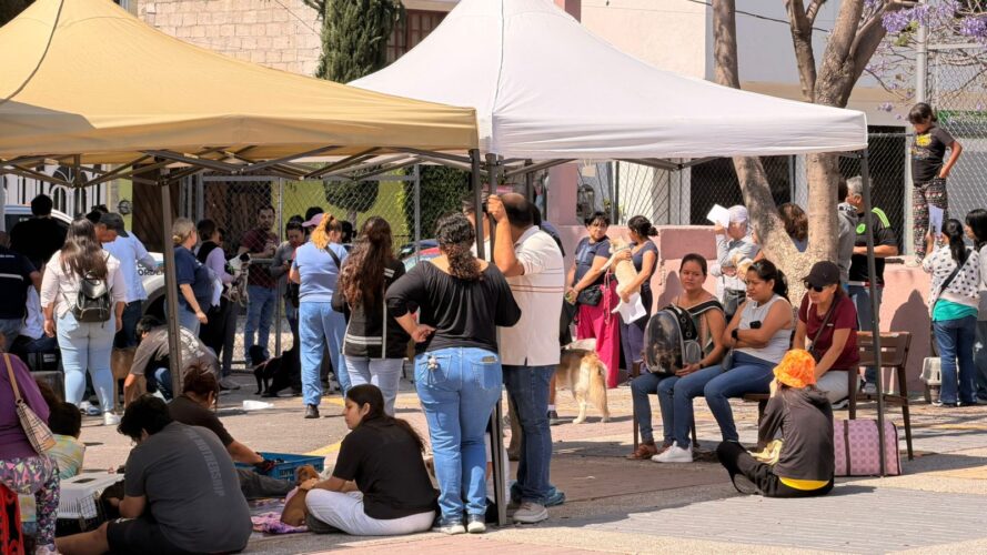 Identificar, cuidar, adoptar: la apuesta metropolitana por el bienestar animal en Querétaro