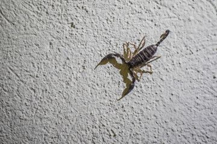 Cuando el calor despierta a los alacranes, la prevención también debe despertar