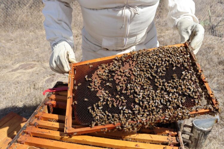 Donde zumban las abejas también florece la ciudad